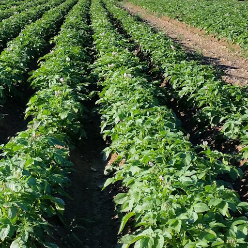 Start-Dünger für Kartoffeln